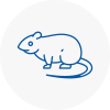 Rat Control Clevedon